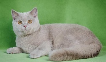 Котята друзей