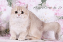 Aliviero Gertruda Gin