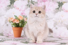 Aliviero Gertruda Gin