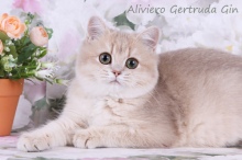 Aliviero Gertruda Gin