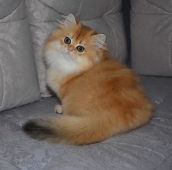 Olissiya Diamond Breese