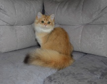 Olissiya Diamond Breese