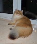 Olissiya Diamond Breese