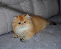 Olissiya Diamond Breese