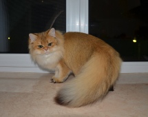 Olissiya Diamond Breese