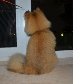 Olissiya Diamond Breese