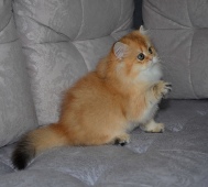 Olissiya Diamond Breese
