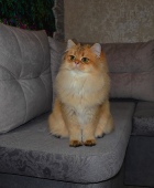 Olissiya Diamond Breese