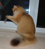 Olissiya Diamond Breese