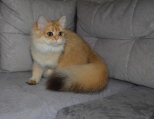 Olissiya Diamond Breese
