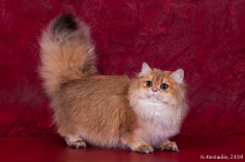 Olissiya Diamond Breese