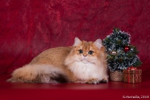 Olissiya Diamond Breese