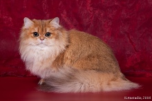 Olissiya Diamond Breese