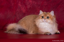 Olissiya Diamond Breese