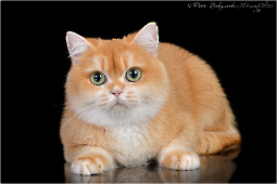 Queen Kelly Diamond Breese