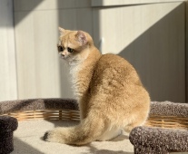 Your Majesty Golden Lily