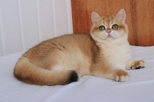 Your Majesty Golden Olexa