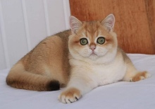 Your Majesty Golden Olexa