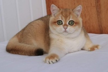 Your Majesty Golden Olexa