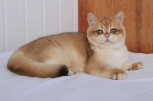 Your Majesty Golden Olexa