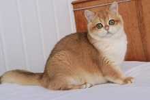 Your Majesty Golden Olexa