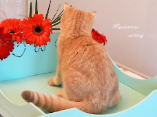 Zet Mira Mysterious*RU