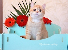 Zet Mira Mysterious*RU