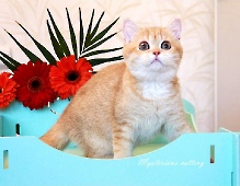 Zet Mira Mysterious*RU