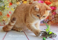 Zet Mira Mysterious*RU