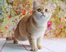 Zet Mira Mysterious*RU