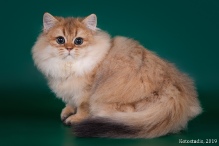 Cladius Diamond Breese