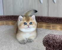 Amur Diamond Breese