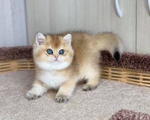 Amur Diamond Breese
