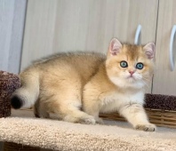 Amur Diamond Breese