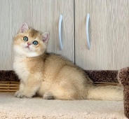 Amur Diamond Breese