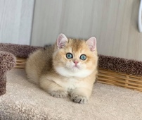 Amur Diamond Breese