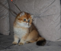 Alvivian Diamond Breese в 2,5 месяца