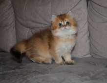 Alvivian Diamond Breese в 2,5 месяца