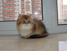 Alvivian Diamond Breese в 2,5 месяца