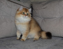 Alvivian Diamond Breese в возрасте 3,5 мес