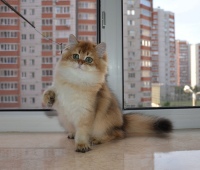 Alvivian Diamond Breese в возрасте 3,5 мес