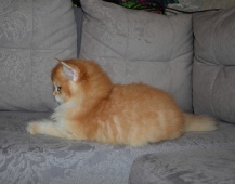Augustin Diamond Breese в 2,5 месяца