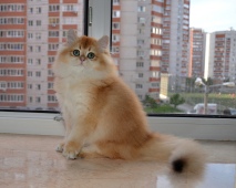 Augustin Diamond Breese в возрасте 3,5 мес