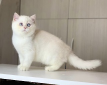 Anfisa Diamond Breese