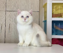 Anfisa Diamond Breese