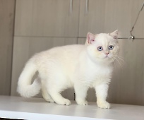 Anfisa Diamond Breese