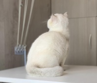 Anfisa Diamond Breese