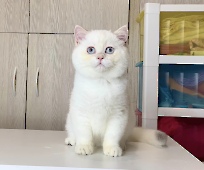 Anfisa Diamond Breese
