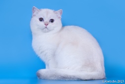 Anfisa Diamond Breese