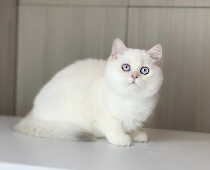 Aurora Diamond Breese